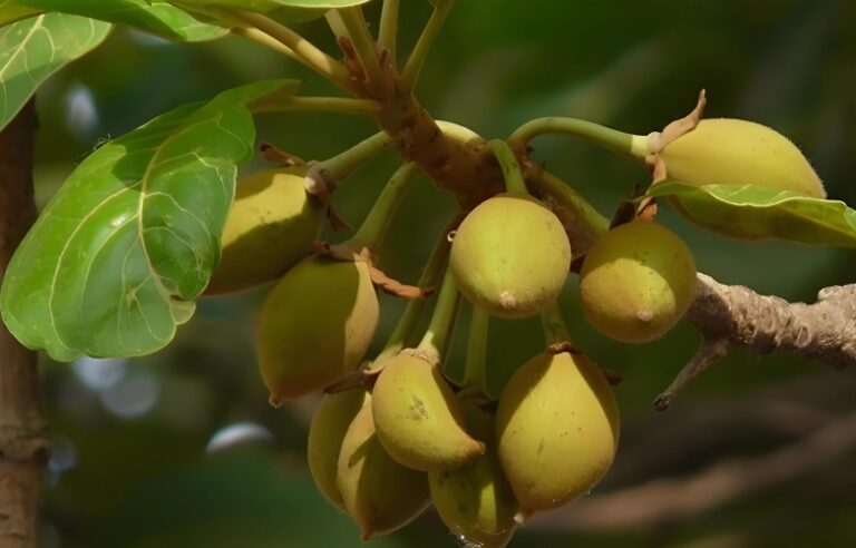 இலுப்பை மரம்